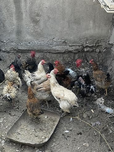 куры живые: Продаю | Куры, Петух — 1