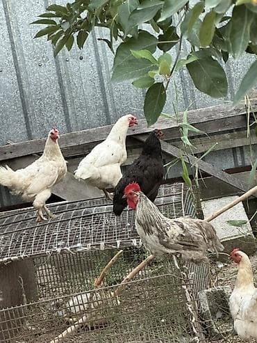 бойцовский кури: Продаю | Куры | Для разведения — 5
