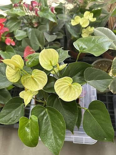 Дом и сад: Антуриум (Anthurium) с кремово‑лаймовыми покрывалами - Компактный — 3