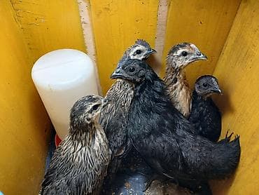 куры таджон: Продаю | Цыплята | Для разведения — 3