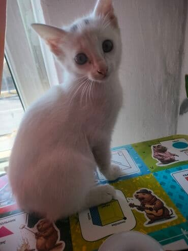 показы 1 354 72 договорная кошка даром британская короткошёрстная 1 год мальчик метис 2 позвонить написать: Котята 2 месяца. остались 1 белый с зелёными глазками, один — 7