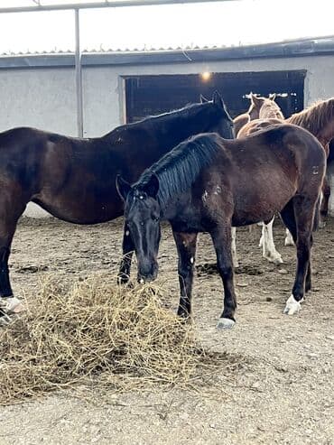 сколько стоит спаниель щенок: Продаю | Кобыла (самка) — 1