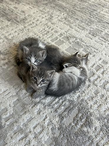 серые кошки фото: Беспородная, 1 месяц, Девочка, Серый, Приучена к лотку — 4