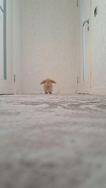 декоротивный: Продаю кролика, пол- мальчик порода Мини Лоп зовут Верталётик — 6