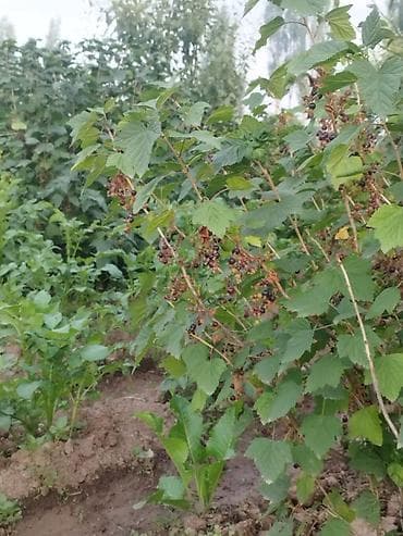 Недвижимость: 🔥 Срочная продажа дома на Иссык-Куле! 🔥 Продается уютный и надежный — 4