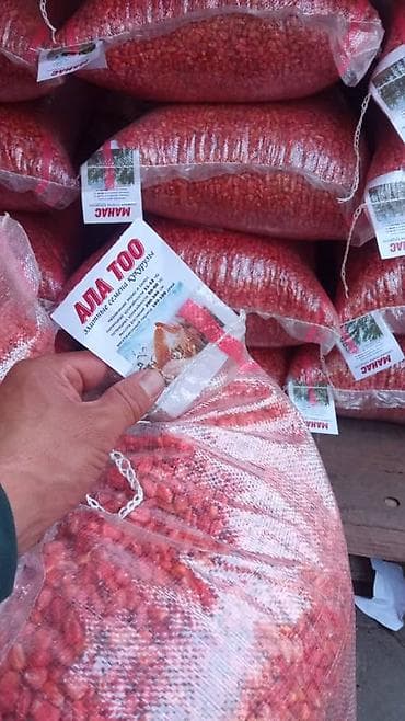 🌽 Ала Тоо F1 жүгөрү – негизги мүнөздөмөлөрү 📌 Багыты: Дан (зерно)