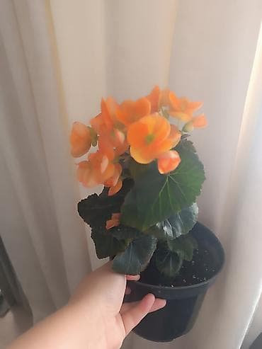 долларовое: Комнатные растения в горшках: 1) Замиокулькас (Zamioculcas — 6