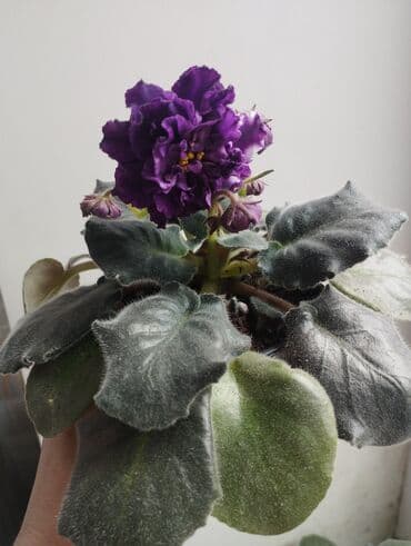 подарок на 8 марта бишкек: Продаю фиалки есть детки — 7
