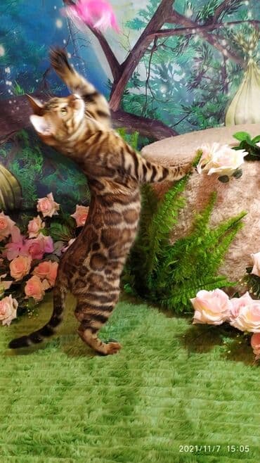 купить породистых котят: Шикарные бенгальские котята 3-4мес. Лучший подарок для любящего — 1