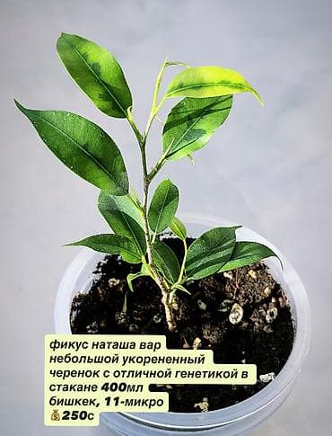 крассула: В продаже комнатные цветы разные см фотки фикусы и тд НАПИШИТЕ — 5
