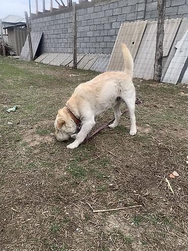 ищу собаку: Собака средних/крупных размеров, кремово-белый окрас с более тёмными — 3