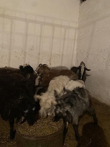 Товары и оборудование для с/х животных: Продаю | Козёл (самец) — 1