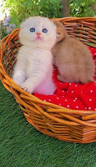 сколько стоит шиншилла: Шотландские котята. Scottish fold окрас серебристая шиншилла — 8