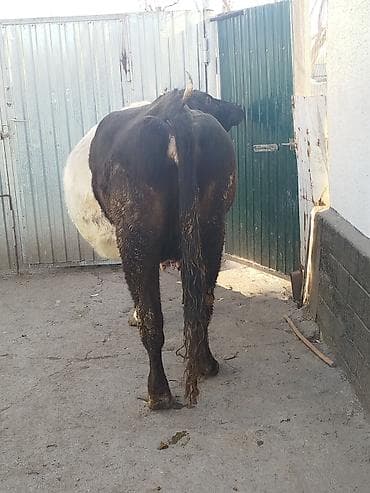 корова голштинской: Продаю | Корова (самка) | Для разведения | Привязанные — 3