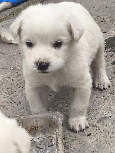 японская порода собак акита ину: Ищете надёжного охранника и верного друга для семьи? У нас есть — 1