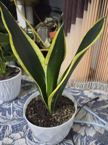 купить спринклер для полива: Драцена (вариэгатная, полосатые листья) в декоративном белом горшке — 17