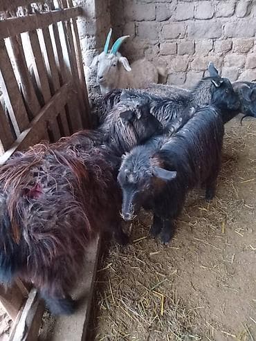 котята бишкек даром: Продаю | Козёл (самец) | Для разведения — 8