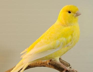 Канарейка (желтая) - Окрас: ярко‑желтый с нежными светлыми перьями на