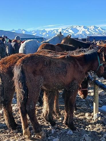 польша лошади: Продаю | Жеребенок | Для разведения | Мерин — 6