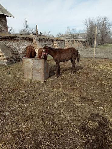 синяя птица: Продаю | Жеребенок | Полукровка | Рабочий — 2