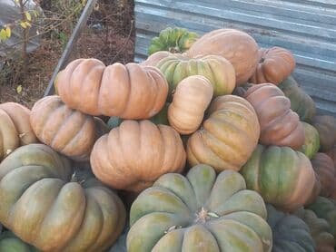 купить семена картофеля в кыргызстане: Тыква мускатная, крупноплодная, ребристая. - Сорт: мускатного типа — 1