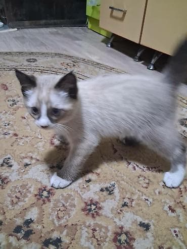 отдам кошку в хорошие руки: Кошка даром: Сиамская, 2 месяца, Мальчик, Метис, Приучена к лотку — 1