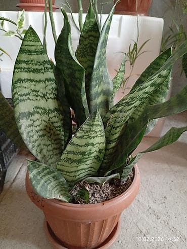 аквариумы дешево: Распродажа комнатных цветов! Сенсевиерии отростки от150с.! в горшках — 3