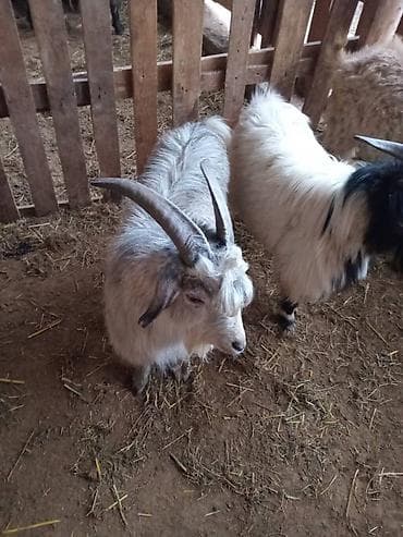 котята бишкек даром: Продаю | Козёл (самец) | Для разведения — 3