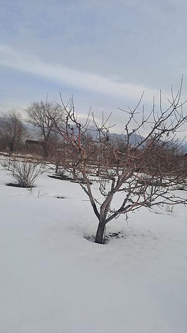 Үйлөр: Продаю дом на Ыссык-кулском районе с.Ананьево 4комнатный дом 15сотах — 10