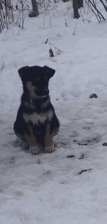 йорк терьер: Щенки возраст 2.5 месяца. в руки,у кого есть будка хорошая. и — 5