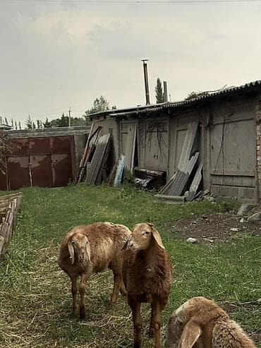 Животные: Продаю | Овца (самка) | Для разведения | Ярка — 4