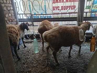 козу цена: Продаю | Баран (самец) | На забой — 2