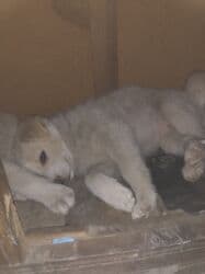 Вязка собак: 1 месяц, Самка — 2