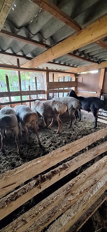 меняю на кур: Продаю | Баран (самец) | Для разведения — 4