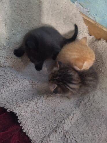 отдам даром вислоухого котенка: Отдам даром — 1