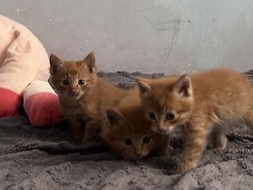 сколько стоит котята: Беспородная, 1 месяц, Мальчик, Рыжий, Метис — 1