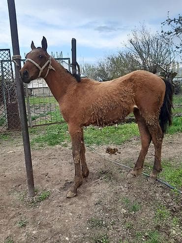 птица улар: Сатам | Тай | Аргын | Ат спорту — 2