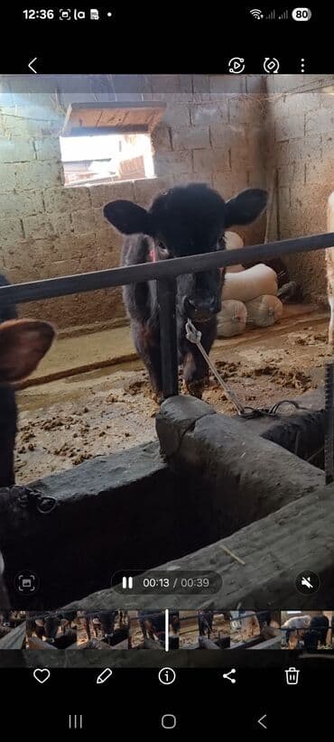 дойних коров: Продаю | Бык (самец) | Полукровка | На откорм | Привязанные — 9