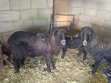 продаю жеребенка: Продаю | Баран (самец) | Для разведения | Матка — 6