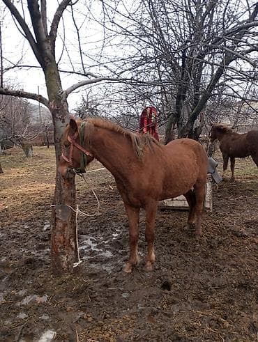 эр атка: Сатам | Жылкы (эркек) | Жумушка — 6