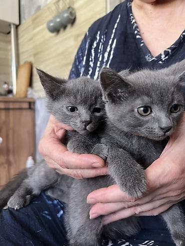 Котята, домашние, ручные. - Окрас: один угольно‑чёрный, двое — 1