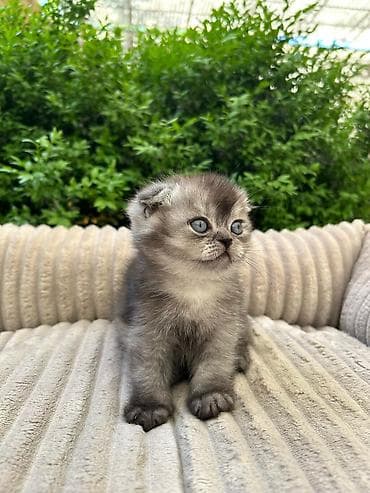 Мышыктар: Скотиш Фолд (Шотландиялык шалпаң кулак), 1 айлык, Ургаачы, Лотокко барууга үйрөтүлгөн — 3