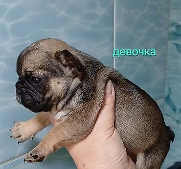 Продажа собак: Французские бульдоги, щенки от титулованных родителей с полным — 1