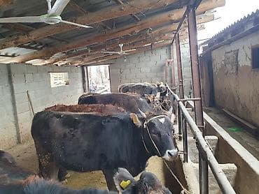 усыпление животных бишкек: Продаю | Тёлка | На забой, Для разведения | Привязанные — 3