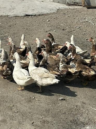 Мускусные утки (индоутки), разноцветные 24 головы в наличии 22 самки