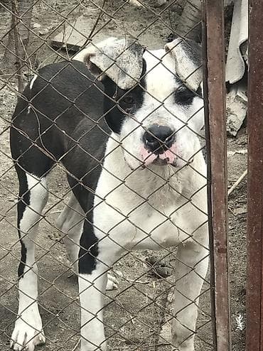 боксёр собака: ОБМЕНЯЮ НА ЩЕНКА, ПРЕДЛАГАЙТЕ СВОИ ВАРИАНТЫ, ПИТ БУЛЬ КУБИНЕЦ 1 год — 1