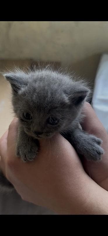 котята джалал абад: Продаются шотландские котята, возраст 1 месяц. 🐱 Мальчик — Scottish — 3