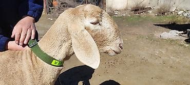 астрагал в кыргызстане: Продаю | Овца (самка) | Арашан | Для разведения — 2