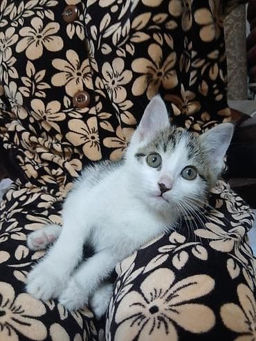 мангал купить бишкек: Отдам котёнка в хорошие руки. мальчик 2 месяца, к лотку приучин. Даром — 3