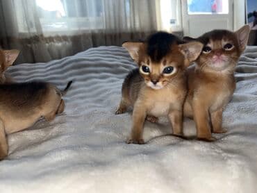 Рыбы: Абиссинские котята Шикарныекрасивые ❤️ Есть мальчики и девочки . В — 4